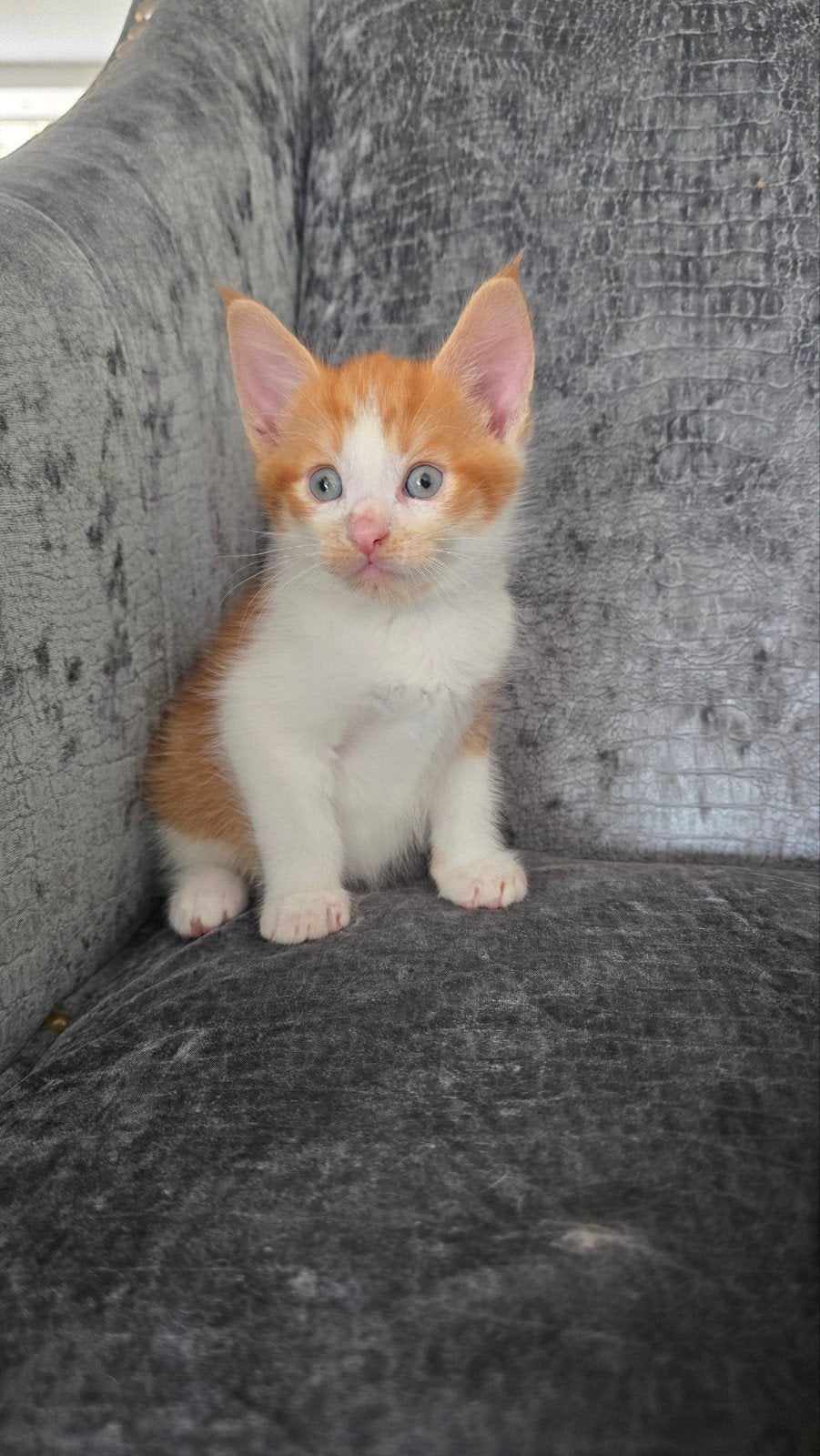 Kruising Maincoon kittens