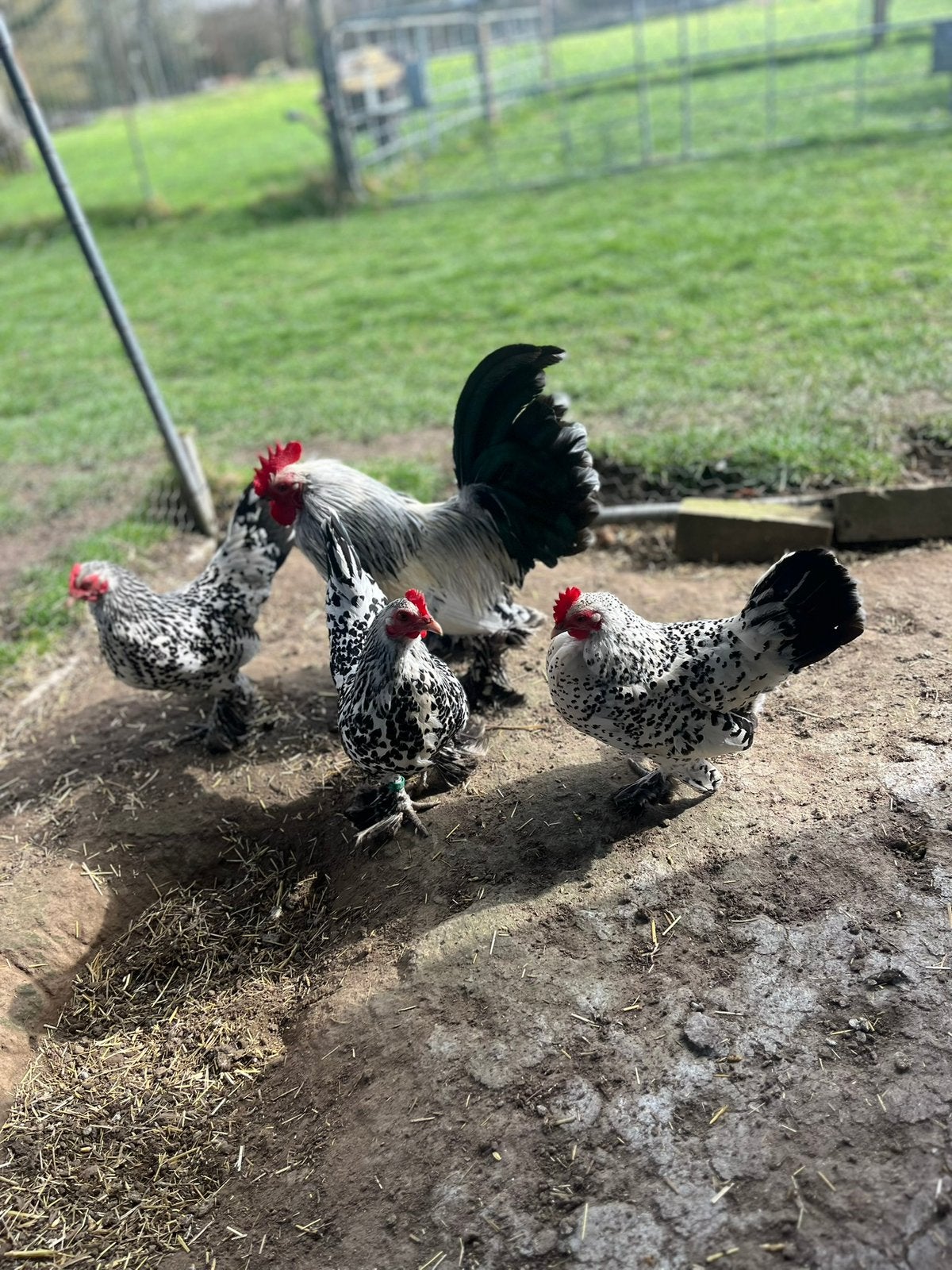 Trio sabelpootkrielen - zilver porselein., Dieren en Toebehoren, Pluimvee, Meerdere dieren, Kip