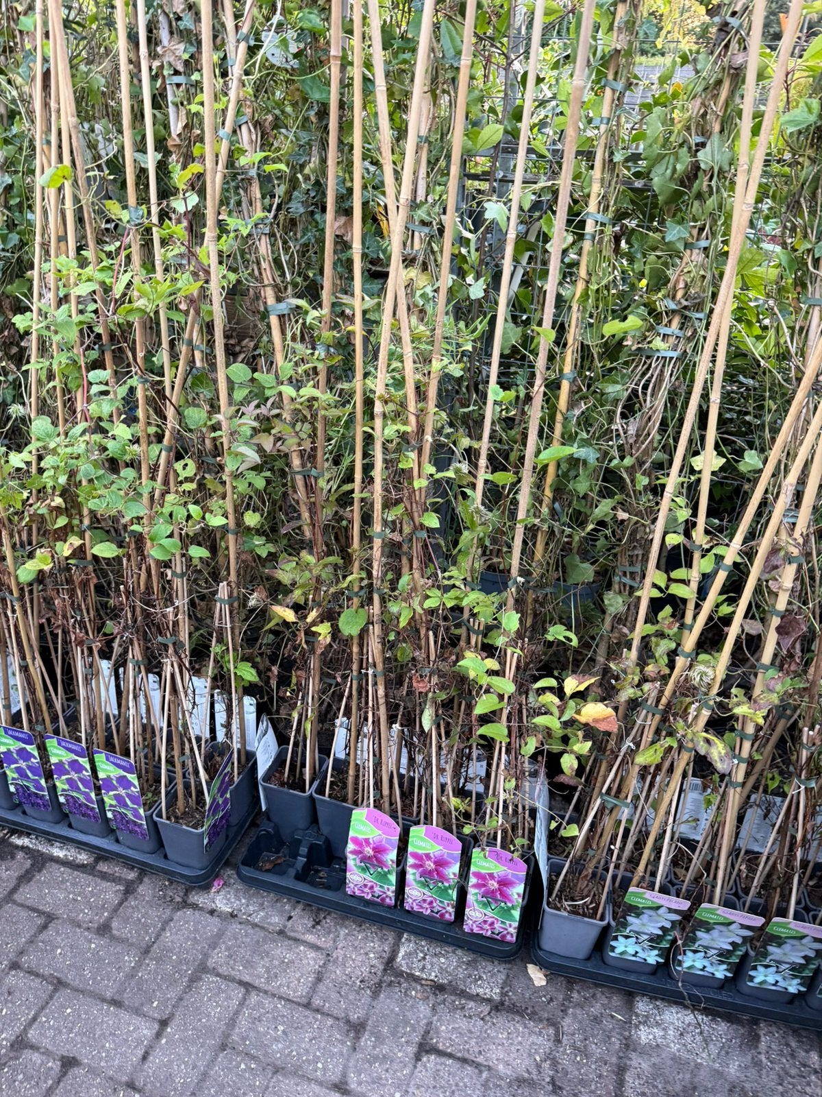 Clemetis en kamperfoelie div soorten mooie lengte 6,95 pst, Tuin en Terras, Ophalen, Volle zon, Vaste plant, Klimplanten