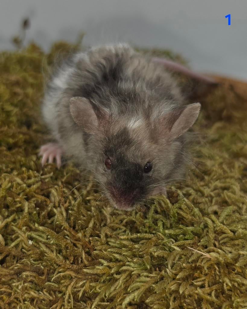 Kleurmuis texel satijn mannen en 1 langhaar satijn, Dieren en Toebehoren, April, Muis, Mannelijk, Tam