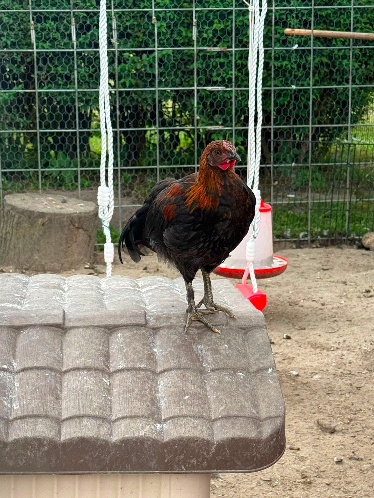 Gratis Hanen., Dieren en Toebehoren, Pluimvee, Mannelijk, Kip