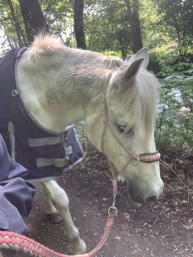 Stalling/paddock paradise gezocht, Stalling, 1 paard of pony