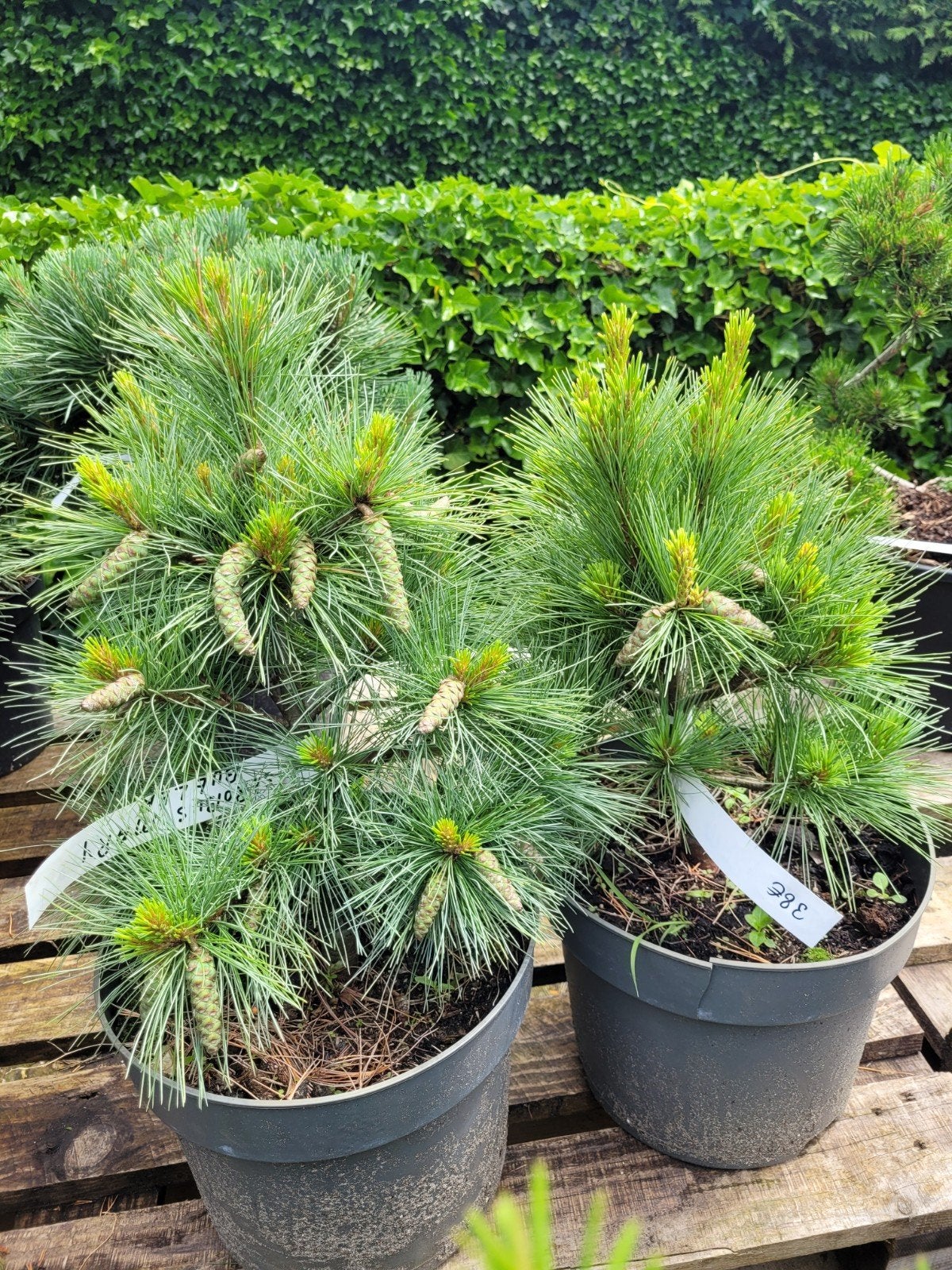 Pinus Strobus 'Mary Butler' - Dwergpinus, Ophalen