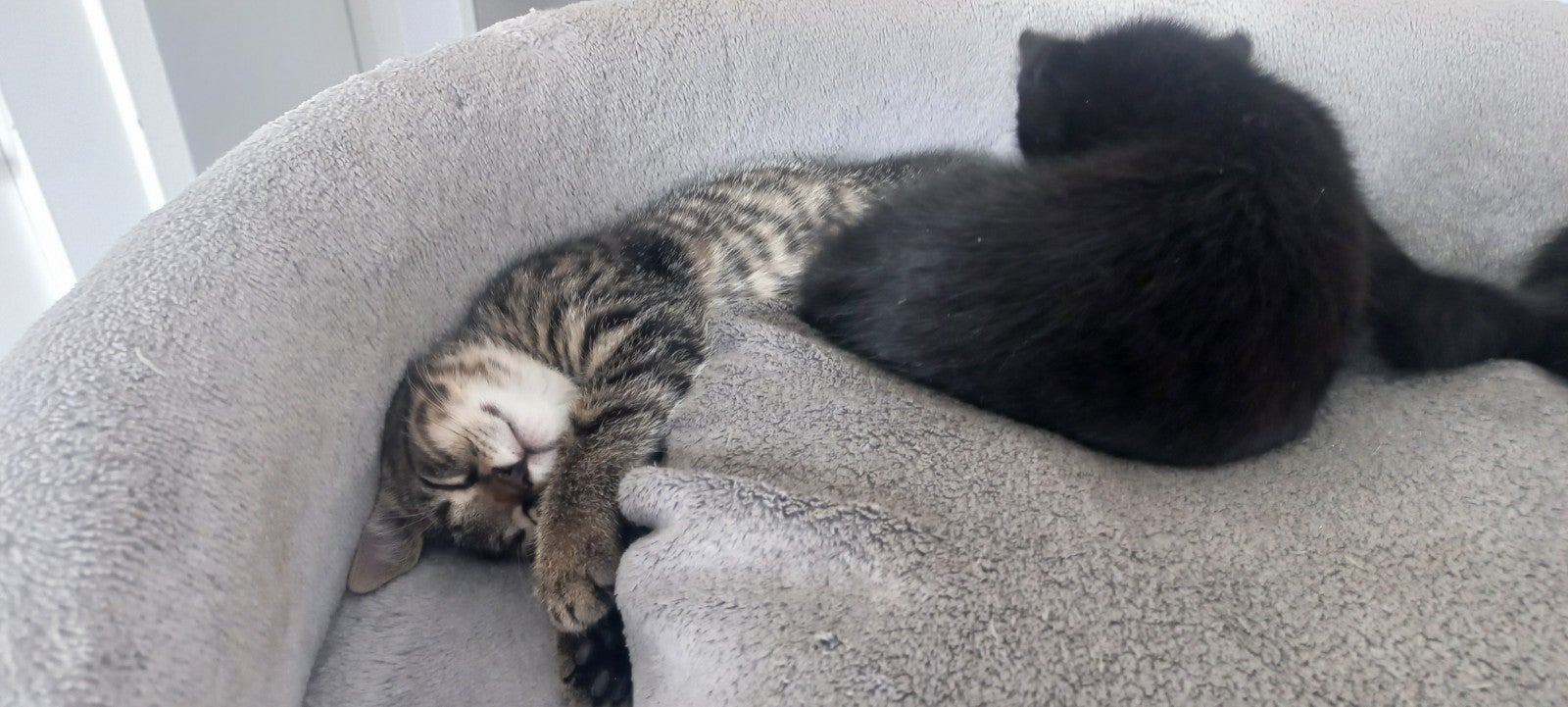 Lieve Kittens, Dieren en Toebehoren, Meerdere dieren, Kortharig, 0 tot 2 jaar