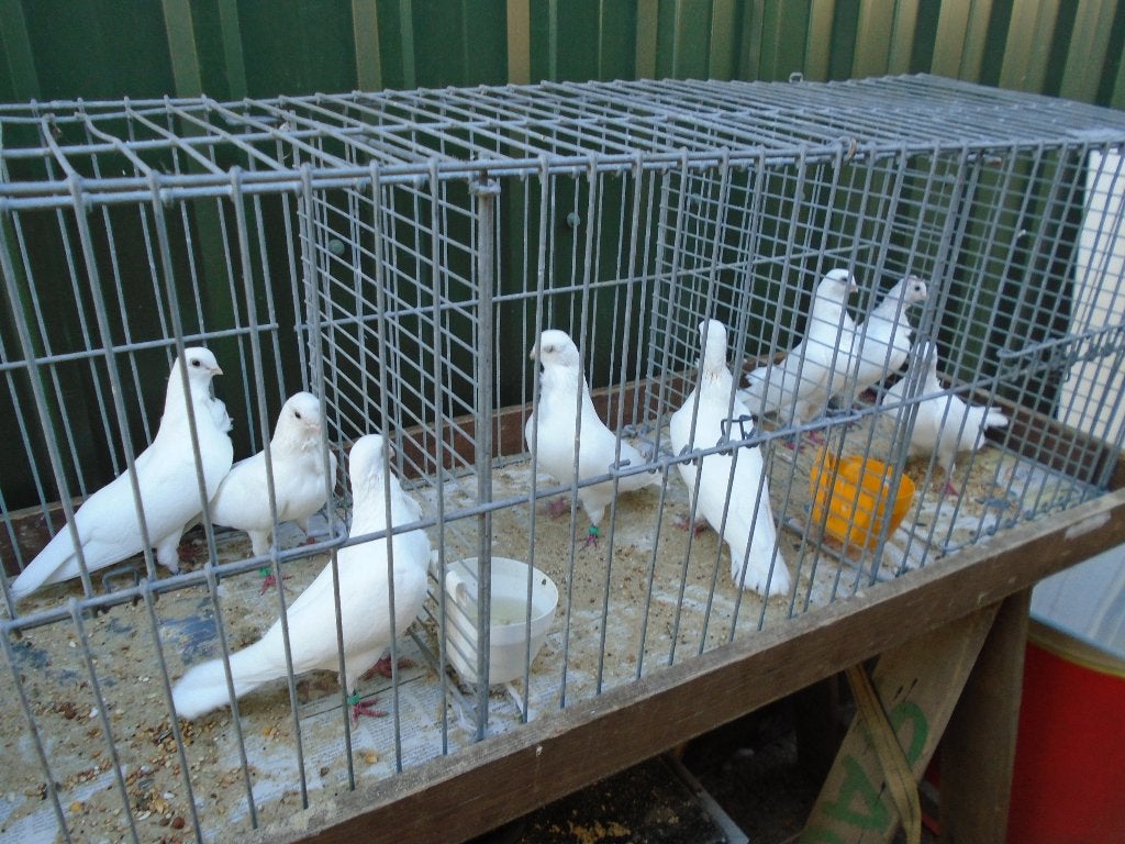 Figurita Duifjes, Dieren en Toebehoren, Meerdere dieren, Overige soorten