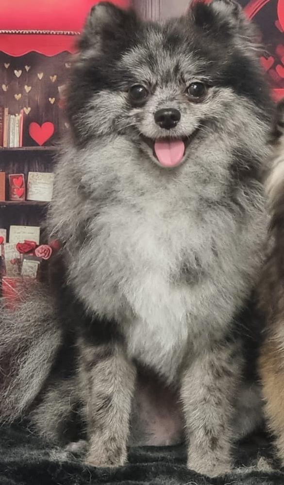 Pomeriaan Reu, Dieren en Toebehoren, Parvo, Keeshond, Reu, 1 tot 2 jaar