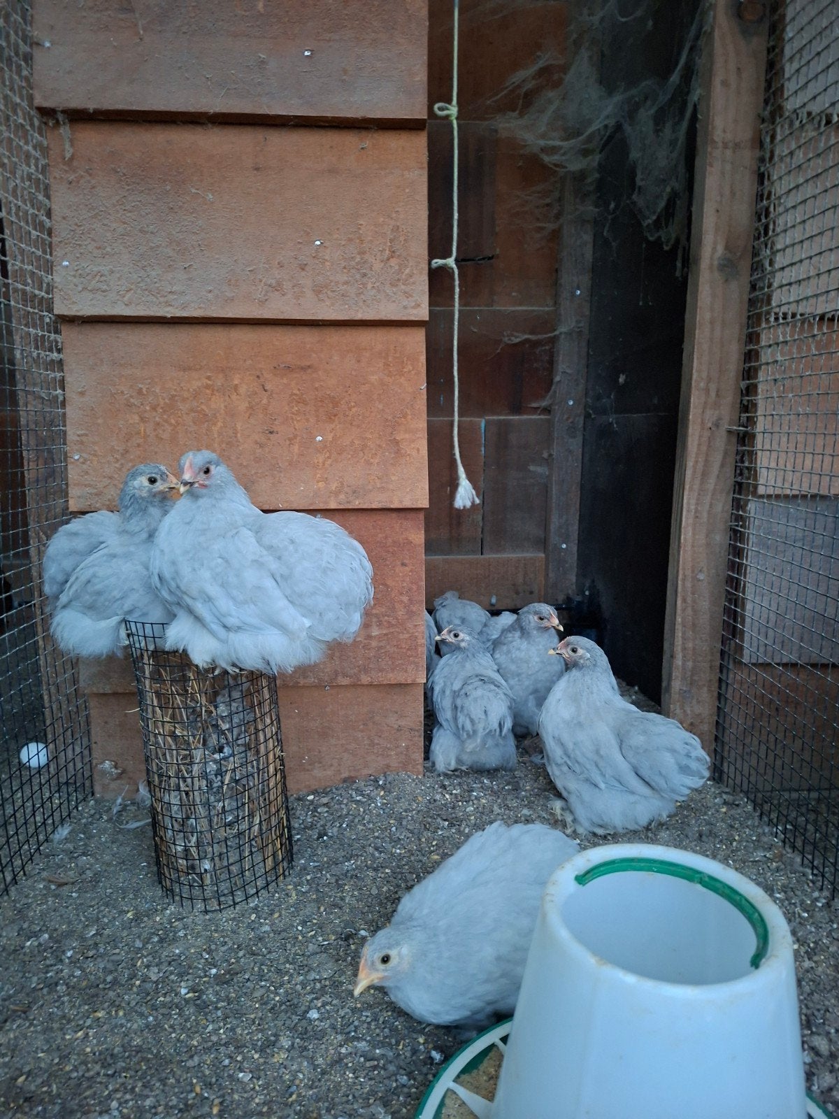 Jonge Cochin hennen parelgrijs, Dieren en Toebehoren, Pluimvee, Vrouwelijk, Kip