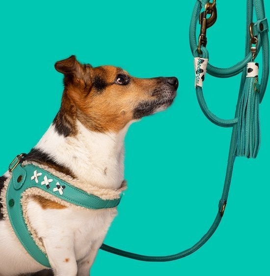 hondentuigje  dwam  maat 6 turquoise, Overige merken, Ophalen, Zo goed als nieuw, Hondentuig