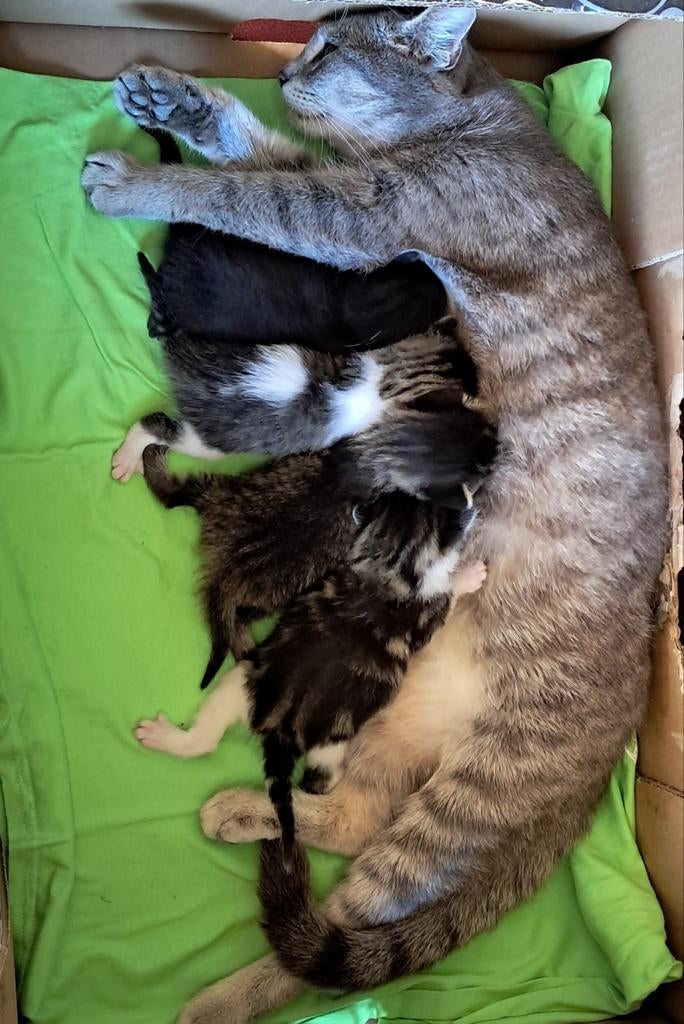 2 prachtige nestjes kittens te koop