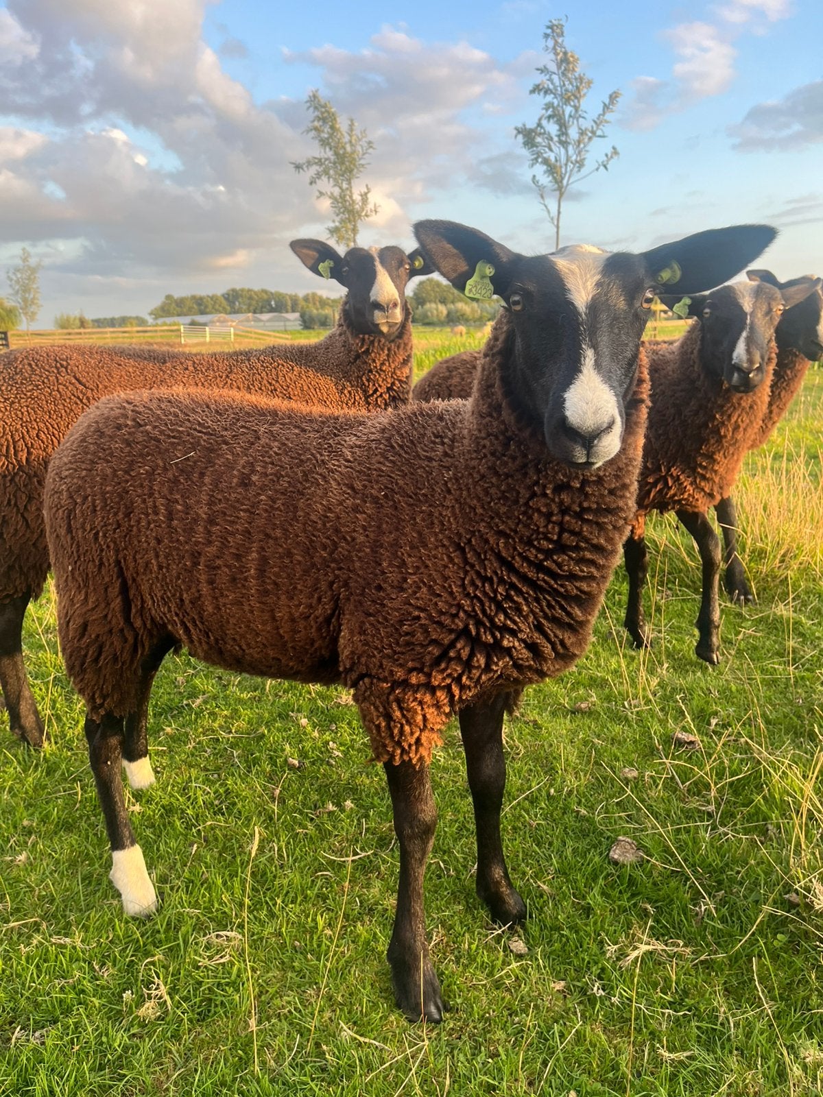 Zwartbles ooilam, Dieren en Toebehoren, Vrouwelijk, Schaap