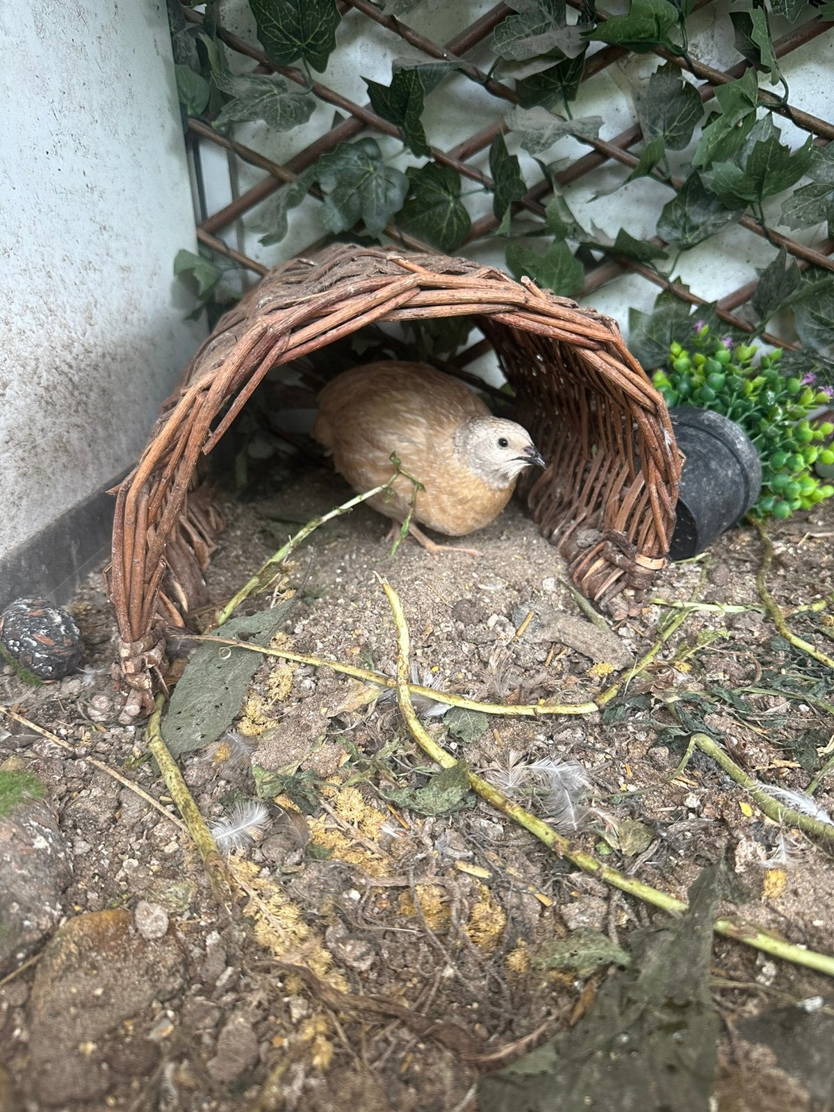 Duo Japanse kwartel hen en haan net aan leg, Dieren en Toebehoren, Meerdere dieren