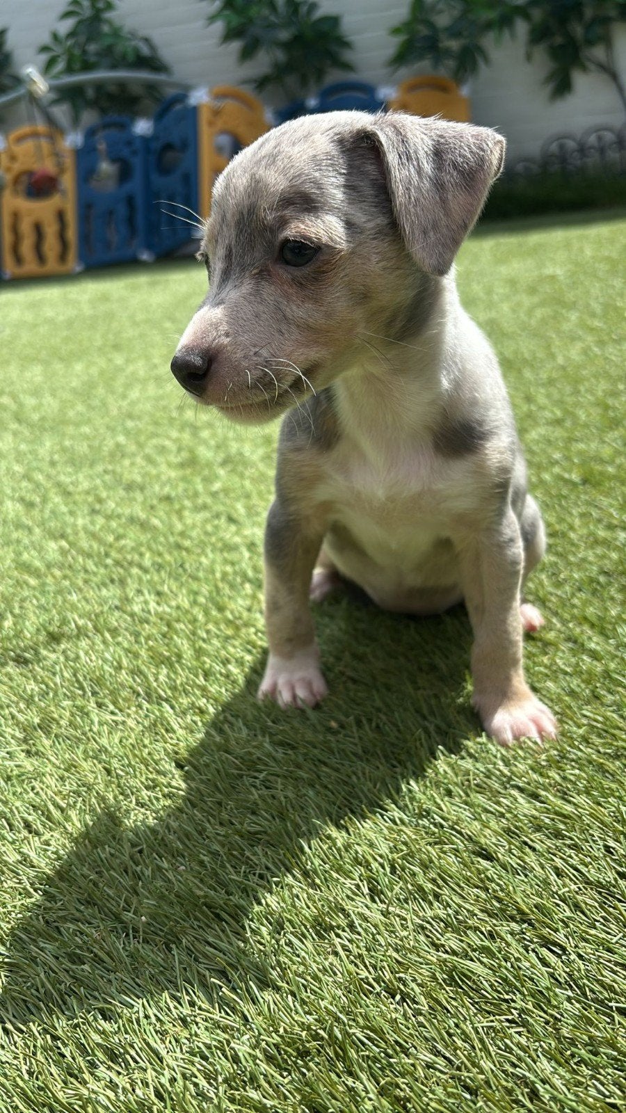 Nog 2 prachtige jack russell pups zoeken een fijn thuis, Parvo, Jack Russell Terriër, 8 tot 15 weken, Meerdere