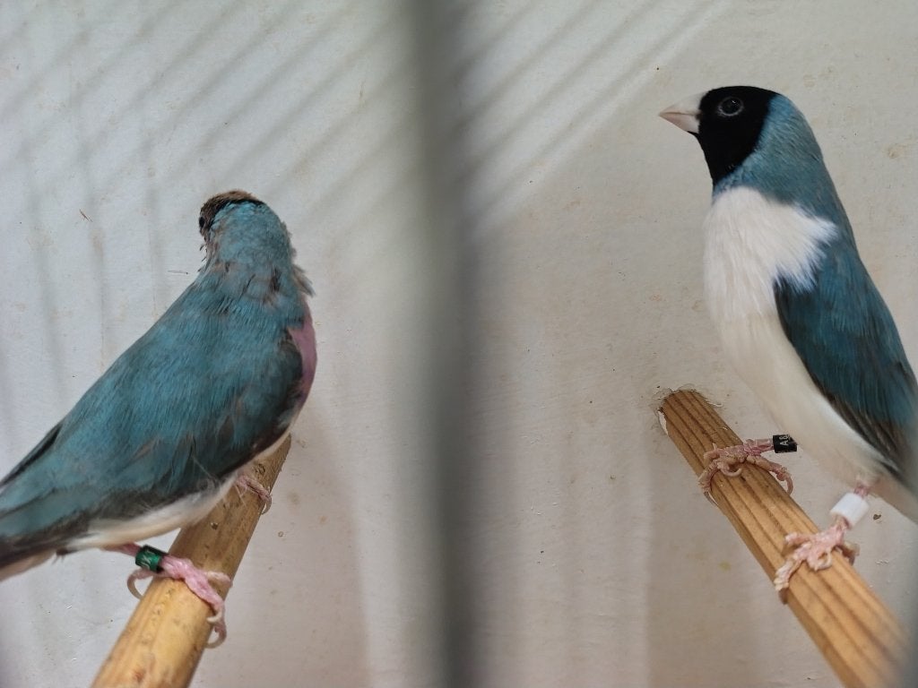 Blauwe gouldamadine, Dieren en Toebehoren, Meerdere dieren, Tropenvogel