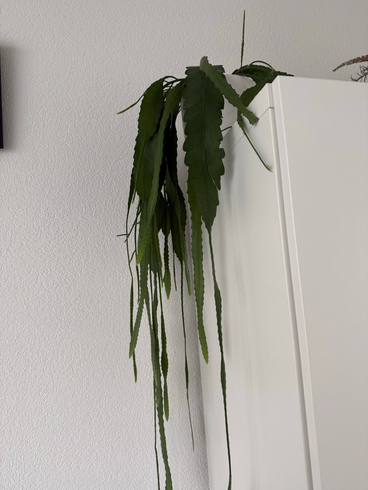 Epiphyllum Anguliger - Zaagcactus, Overige soorten, Vaste plant, Ophalen of Verzenden, Bloeit niet