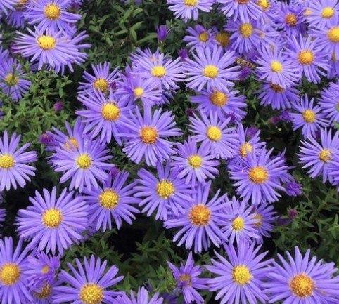 herfst aster stekken, goede groei  bloei: zomer, Volle zon, Vaste plant, Zomer, Ophalen