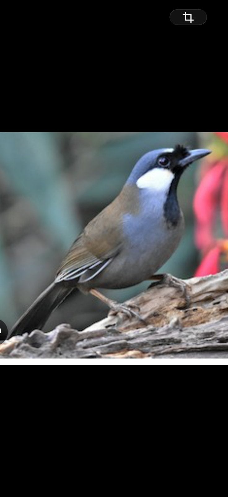 Mooie witwang gaailijster man met DNA, Mannelijk, Geringd