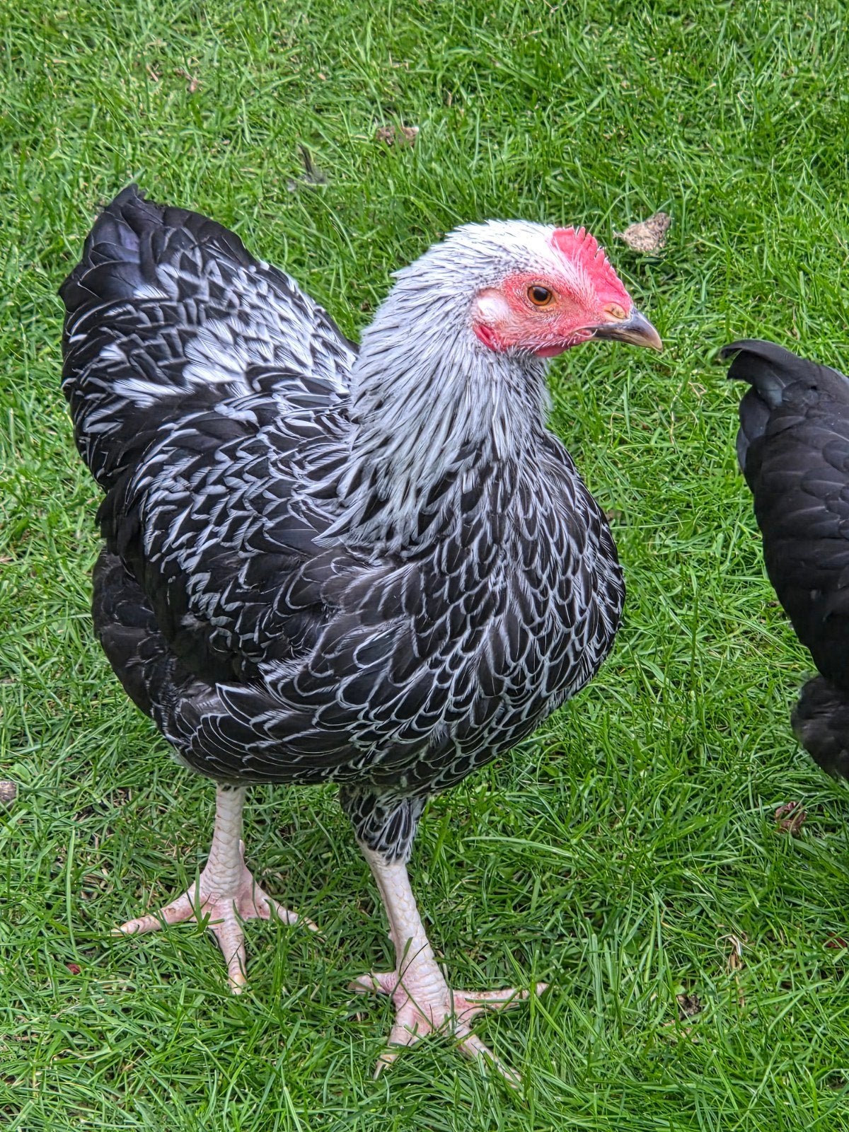 Krielhaan, Dieren en Toebehoren, Pluimvee, Mannelijk, Kip