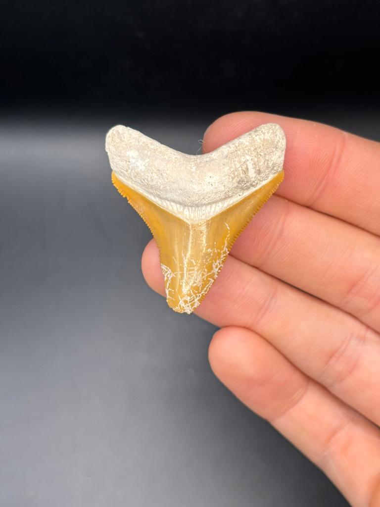 Megalodon haaientand Bone Valley 4, Ophalen of Verzenden, Fossiel