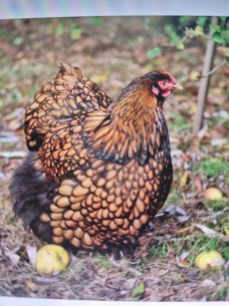 Broedeieren van de Orpington goud zwart gezoomd, Dieren en Toebehoren, Pluimvee, Geslacht onbekend, Kip