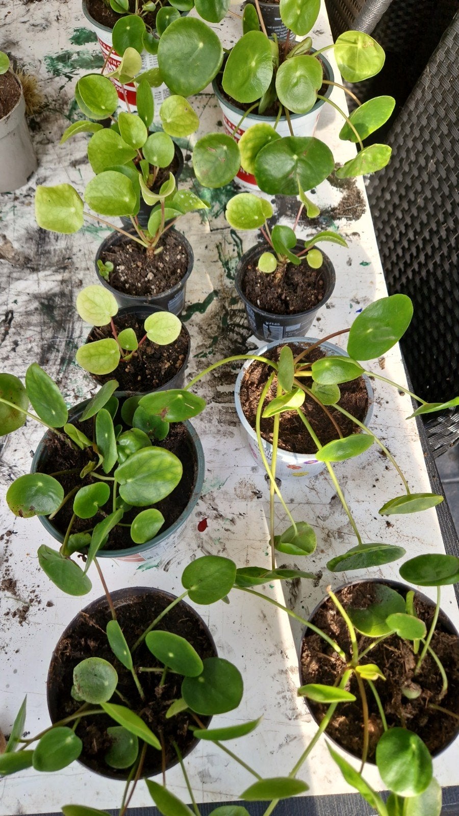 Stekjes pannenkoekplant, Overige soorten, Minder dan 100 cm, Groene kamerplant, Halfschaduw