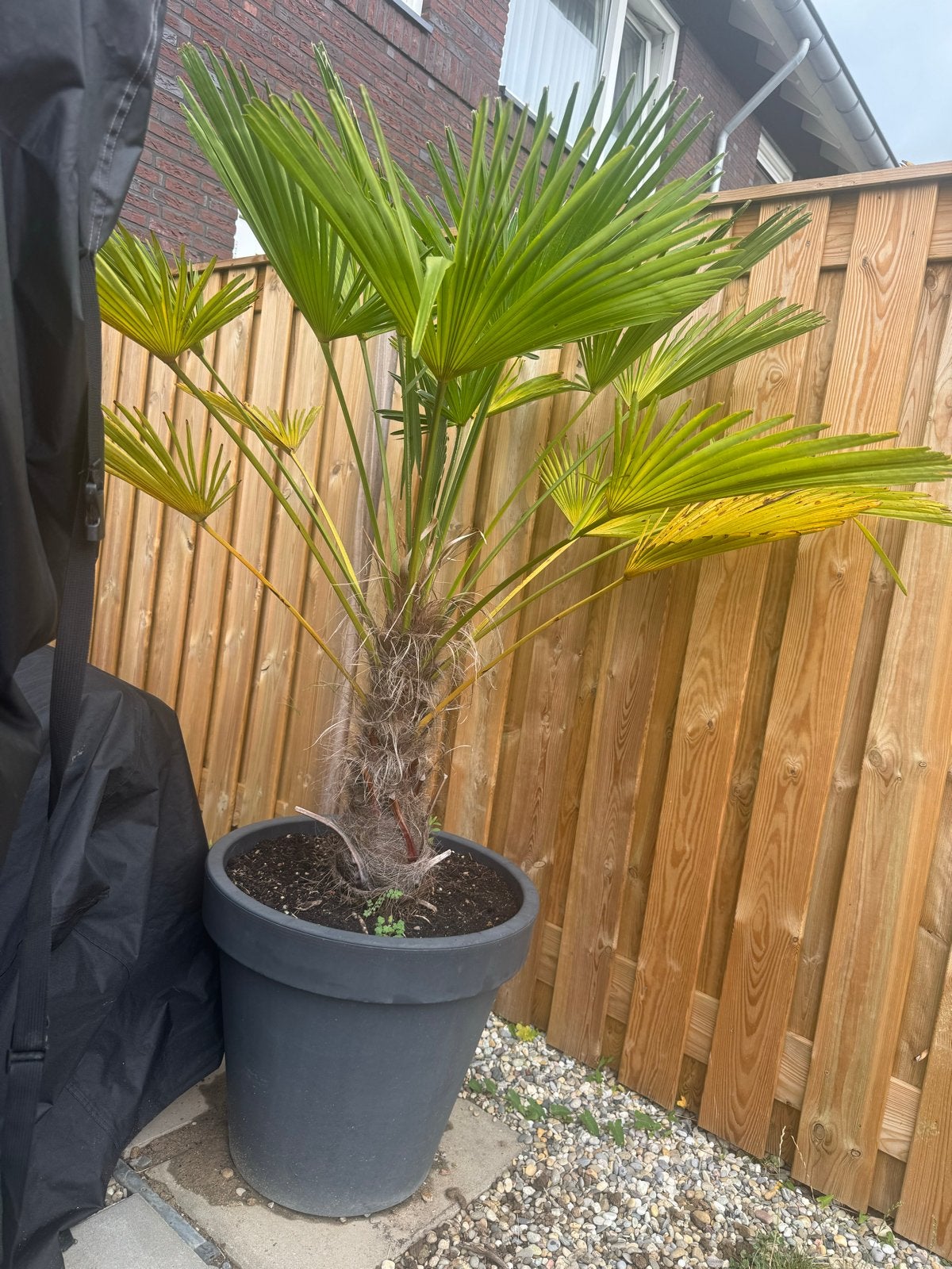 Palmboom incl. Pot, Tuin en Terras, Volle zon, Vaste plant, Bloeit niet, Ophalen