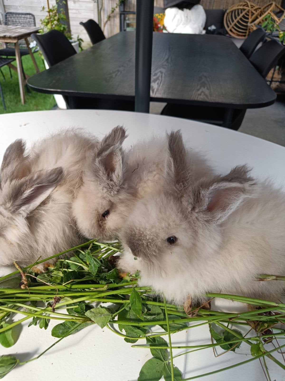 Engelse Angora's, Mannelijk