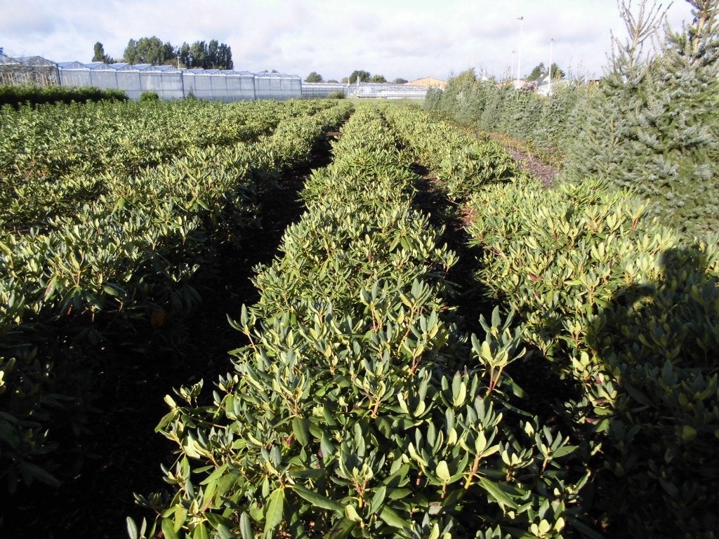 Rhododendron, Tuin en Terras, Ophalen, Minder dan 100 cm