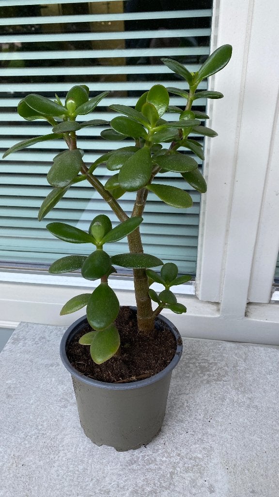 Mooie Crassula Ovata (Jadeplant) in pot, Huis en Inrichting, Vetplant, In pot, Minder dan 100 cm, Groene kamerplant