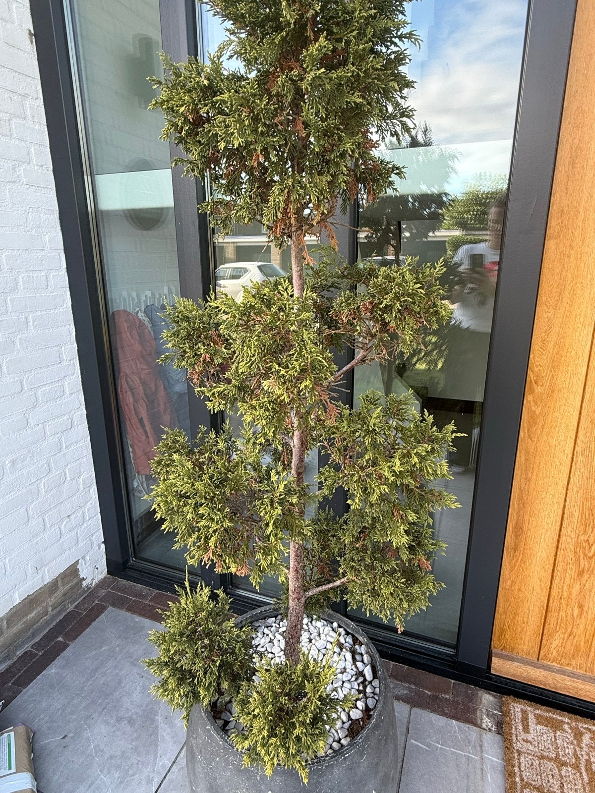 Plateau conifeer in Pot - 1.80 - 2m, Volle zon, Vaste plant, Bloeit niet, Ophalen