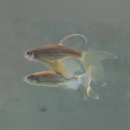 Longfin luipaard danio’s (4x)