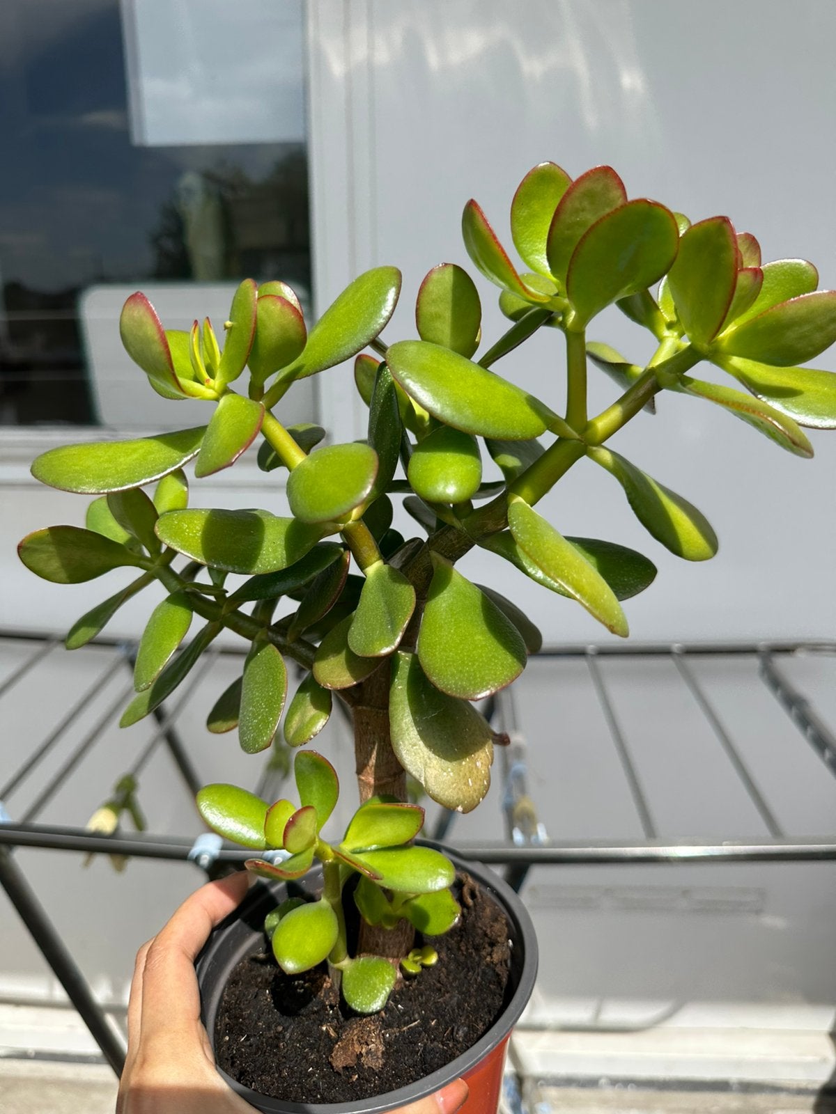 Mooi jadeplant kamerplant, Ophalen, Overige soorten, Volle zon