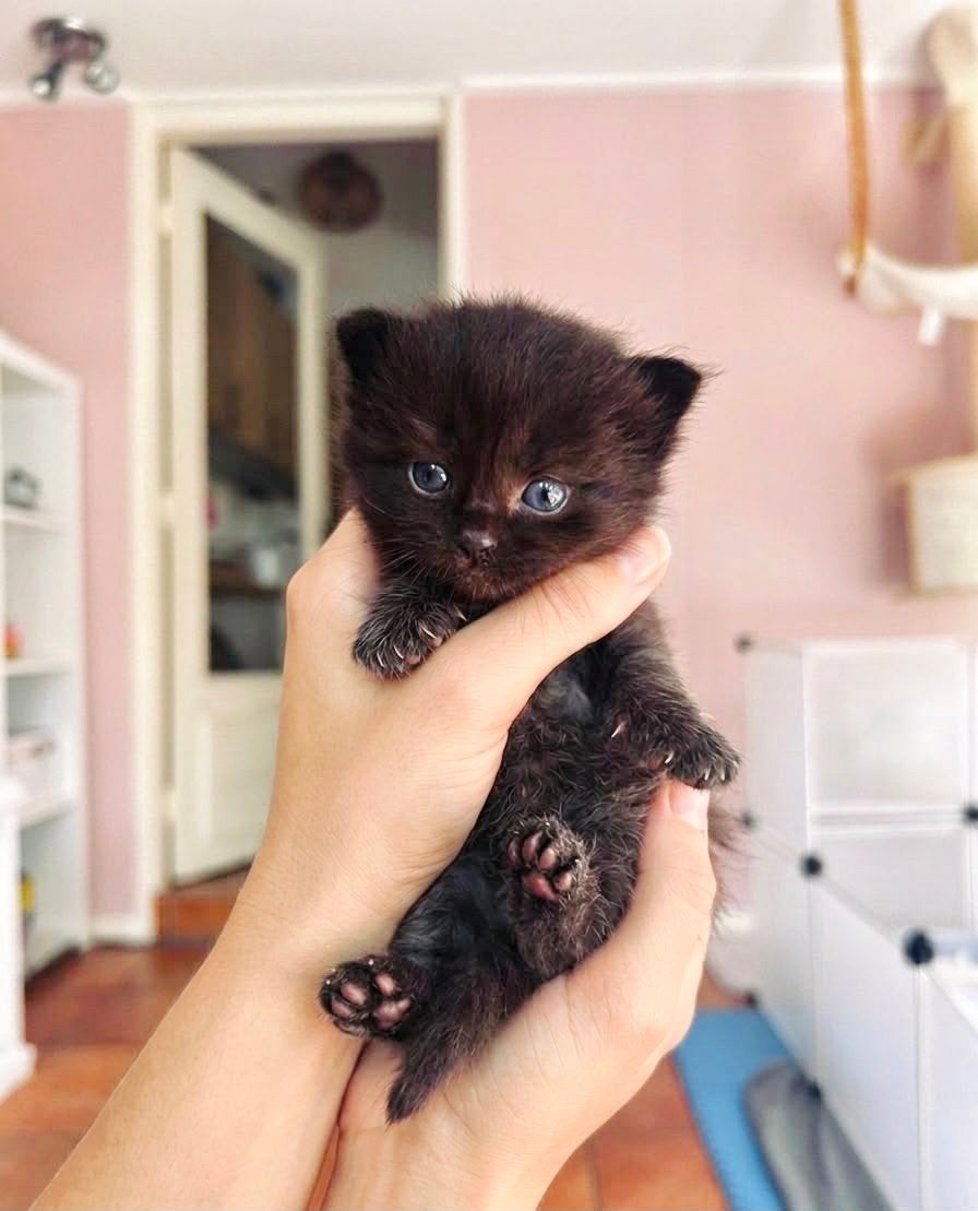 🩷unieke ragdoll kittens met stamboom kampioenslijn🩷!, Meerdere dieren, Gechipt
