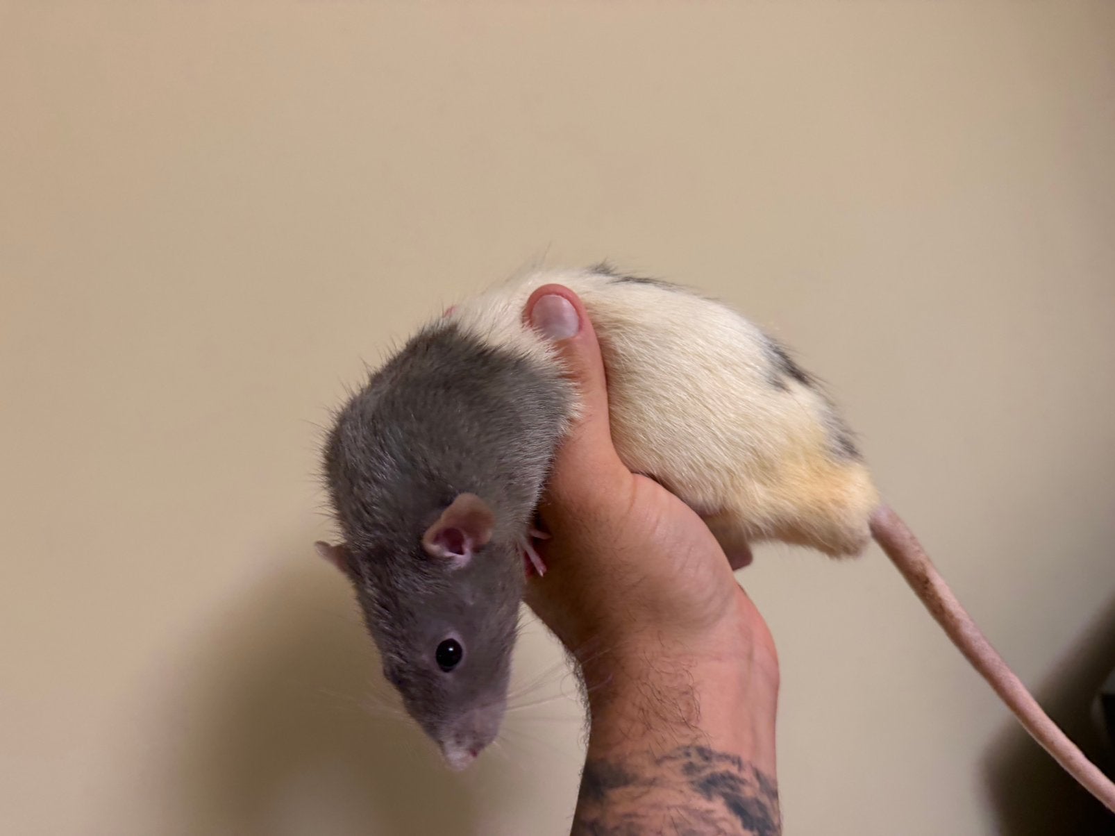 Ratten, April, Mannelijk, Rat