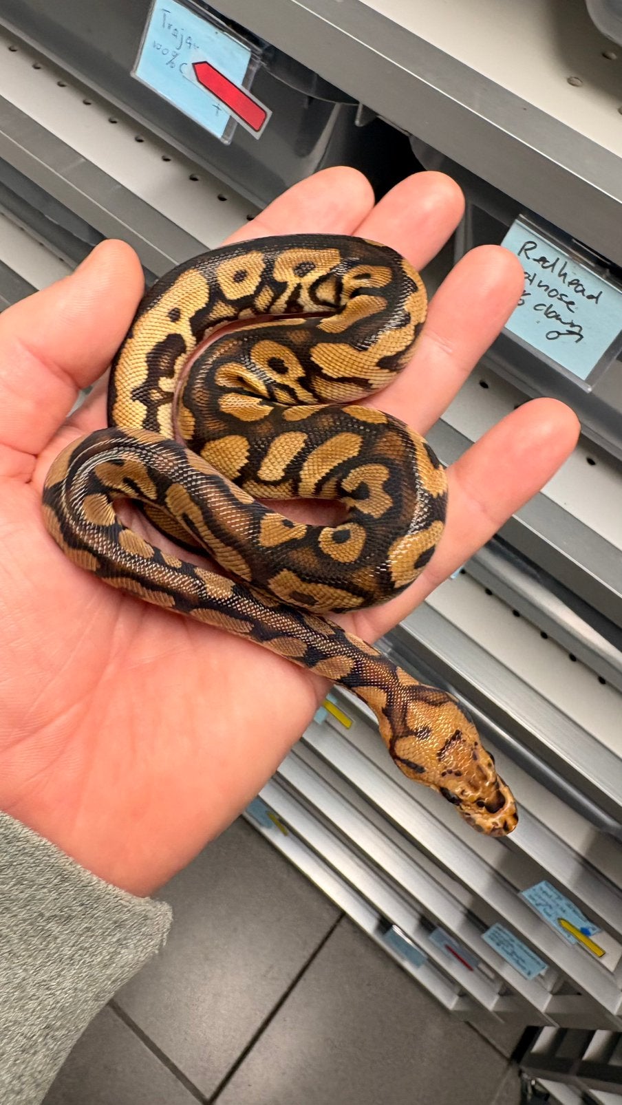 Spotnose black pastel clown ball python