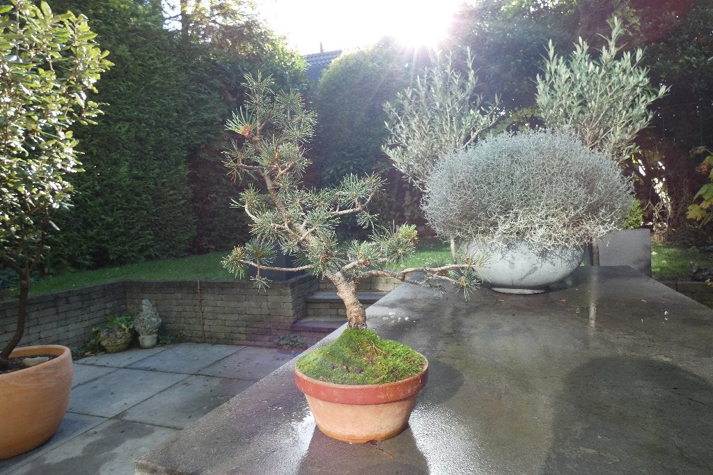 Bonsai Pinus Parviflora, In pot, Bloeit niet, Halfschaduw, Minder dan 100 cm