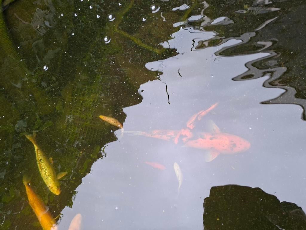 Koi karper. Bieden., Karper of Koi