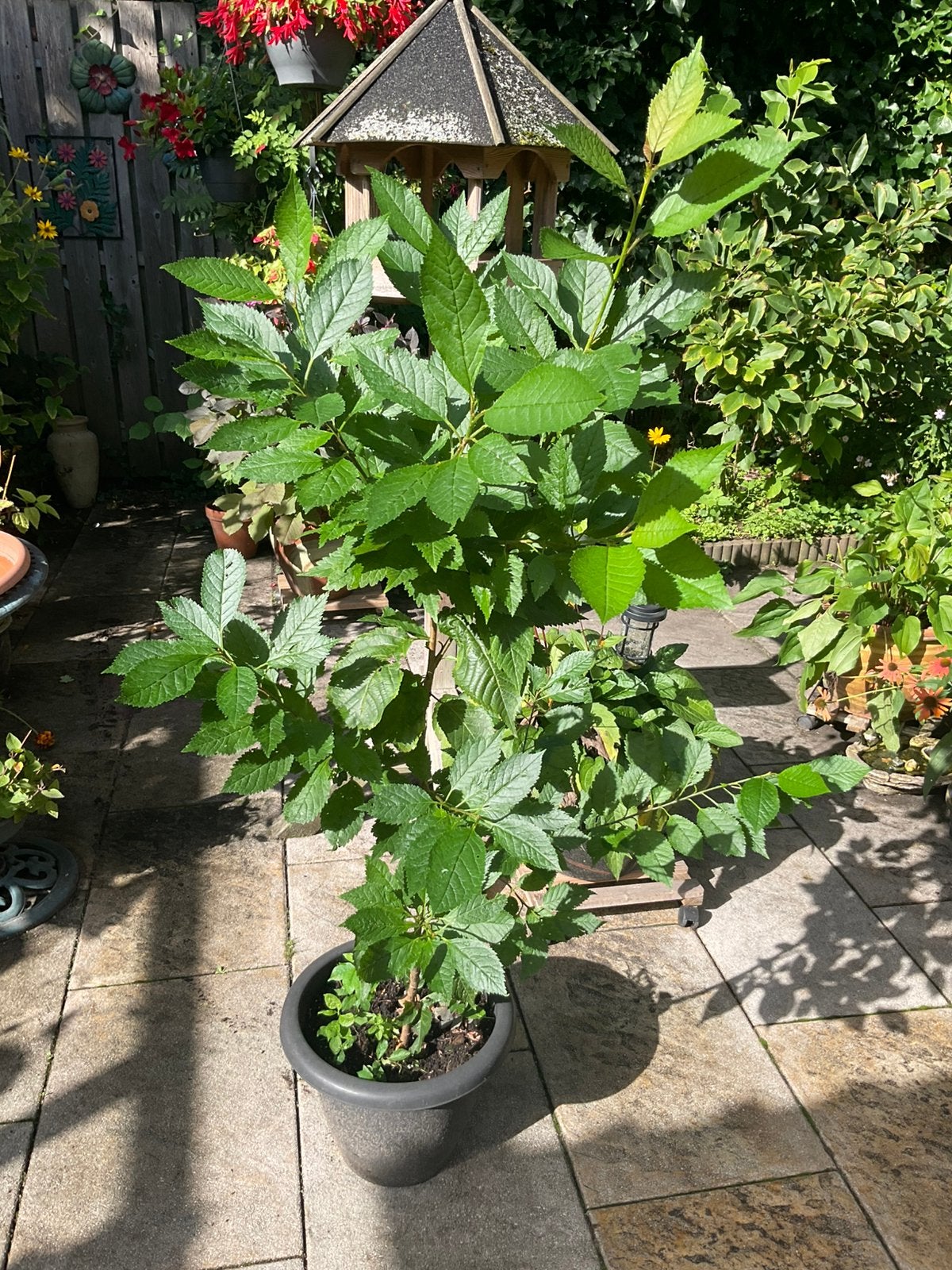 Te koop kersenboom, Tuin en Terras, Ophalen of Verzenden, Volle zon, Overige soorten