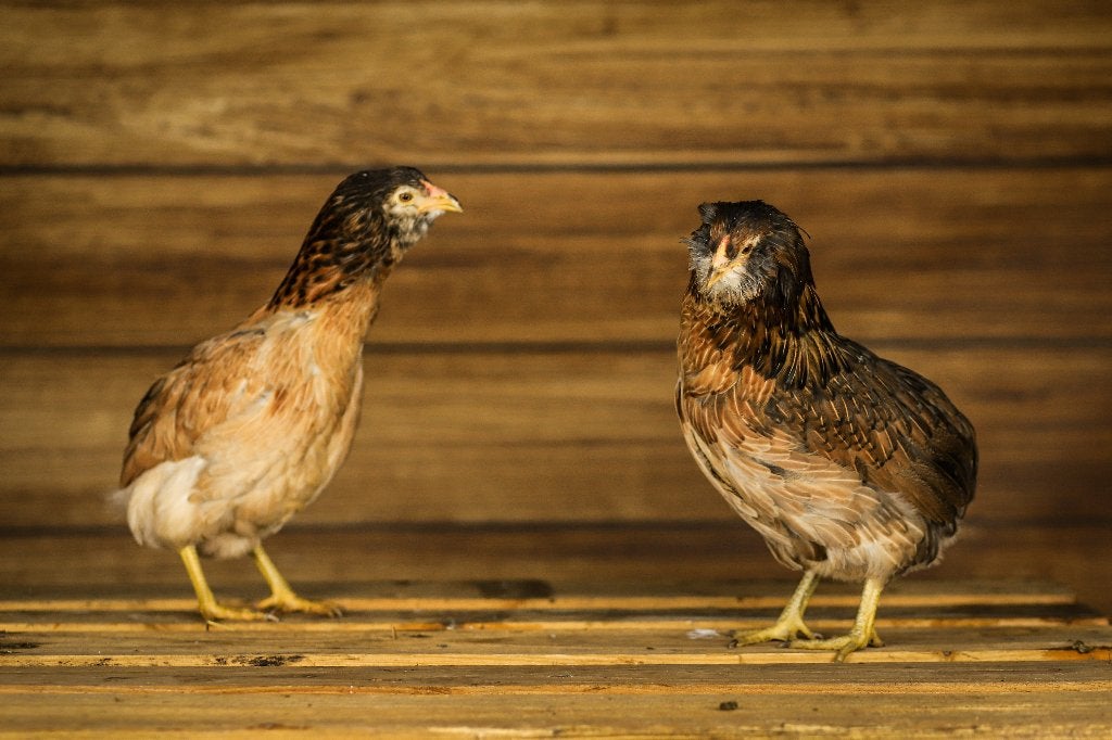 Araucana kippen | Speciale eieren | Opvallend uiterlijk, Dieren en Toebehoren, Pluimvee, Meerdere dieren, Kip