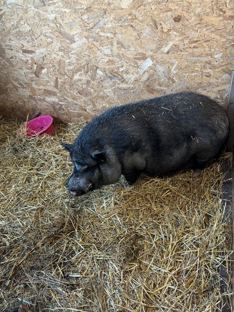 Gottinger varken, gecastreerd, Dieren en Toebehoren, Schapen, Geiten en Varkens, Mannelijk, Varken, 6 jaar of ouder