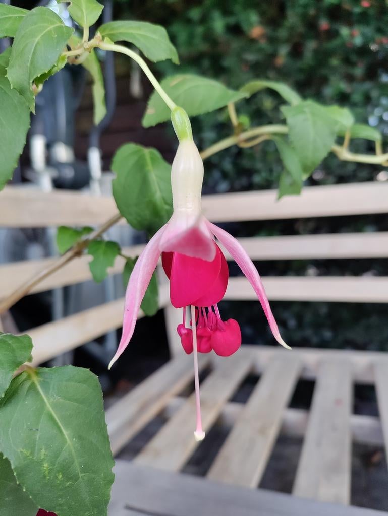 Fuchsia Celia Smedley - goed gewortelde stekken, Tuin en Terras, Ophalen, Overige soorten, Halfschaduw
