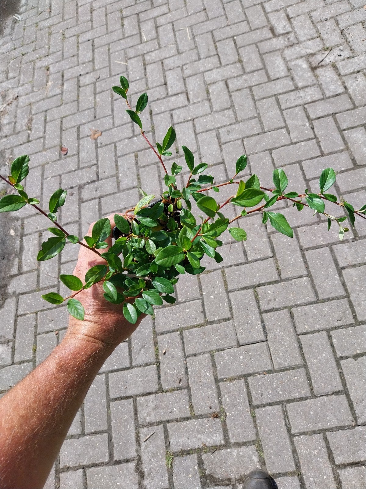 Cotoneaster dammeri - Bodembedekker, Tuin en Terras, Ophalen, Bodembedekkers, Volle zon, Vaste plant