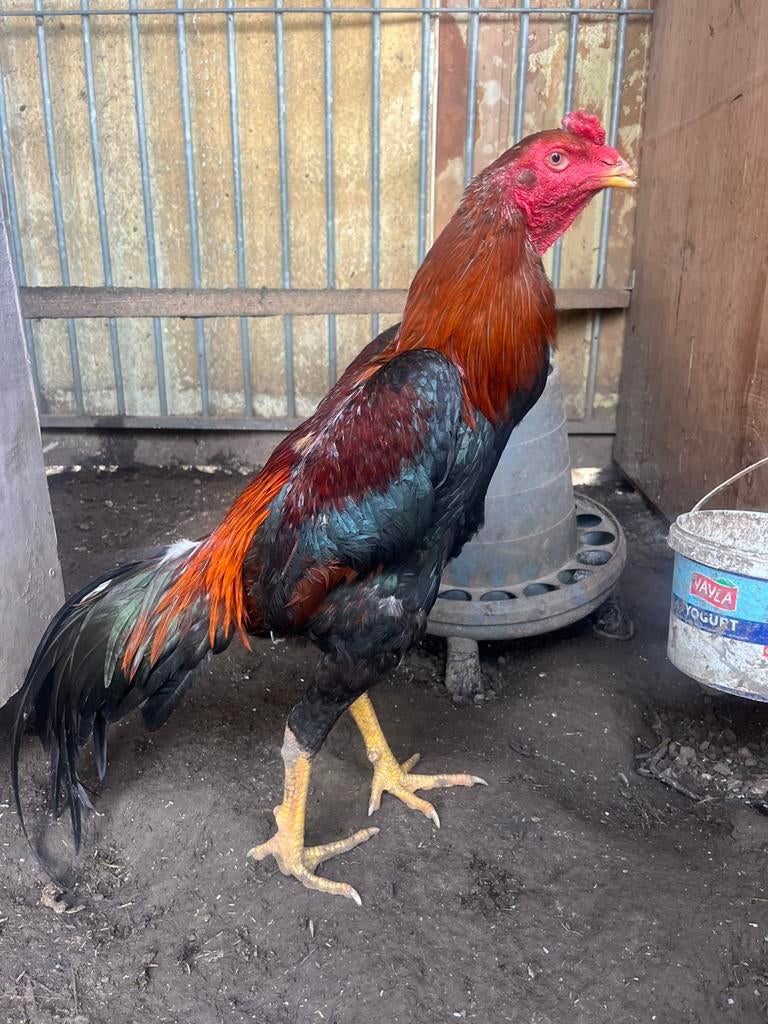 Hint x brasil, Dieren en Toebehoren, Pluimvee, Mannelijk, Kip