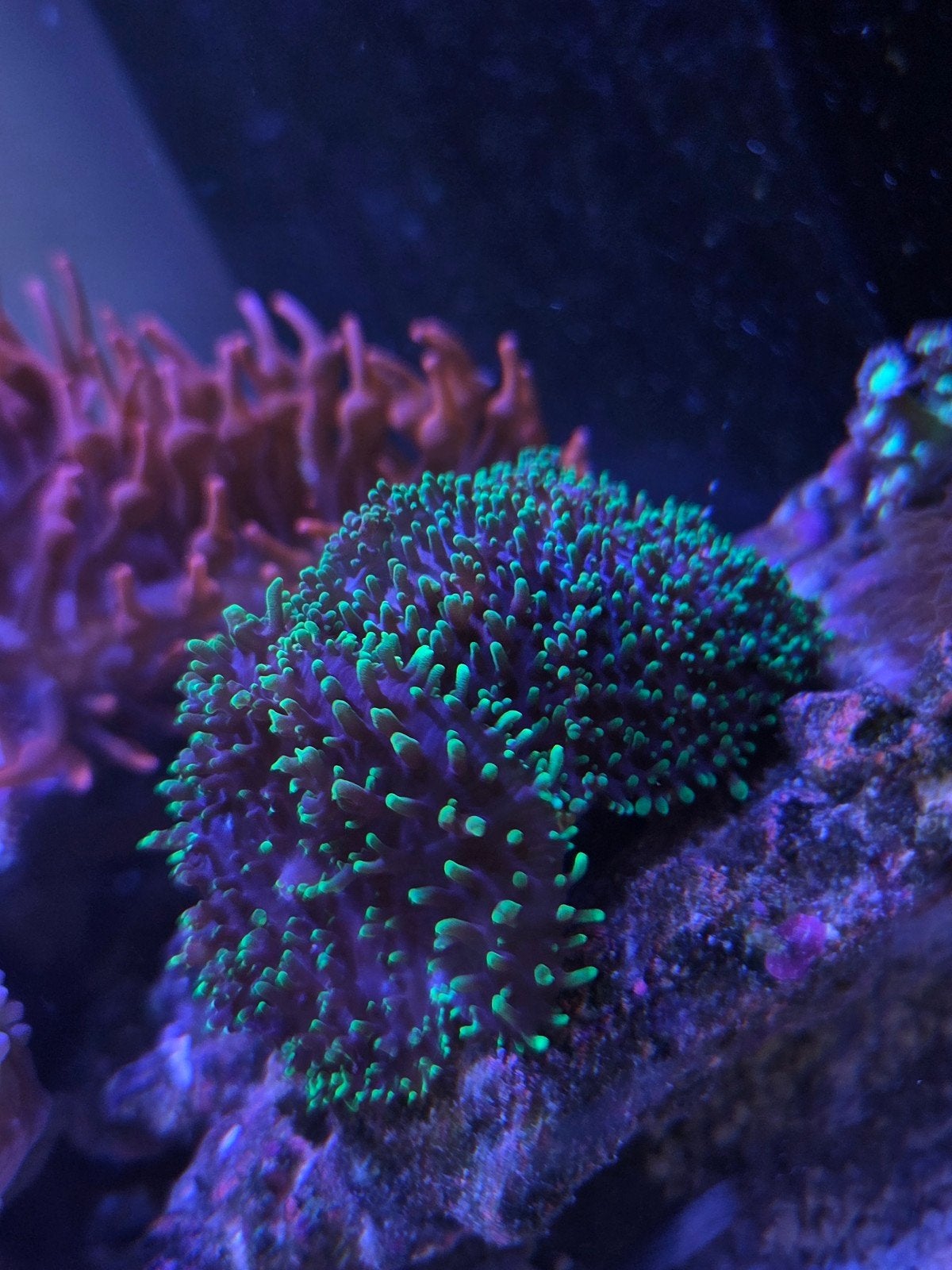 Zeeaquarium (leder)koralen, Dieren en Toebehoren, Overige typen