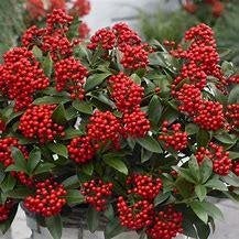 Skimmia jap. Temptation in diverse maten pot met bes, Ophalen, Overige soorten, Halfschaduw