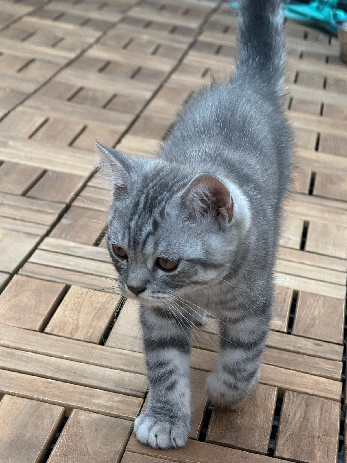 Britse Korthaar Kitten, Dieren en Toebehoren, Katten en Kittens | Overige Katten, Kater