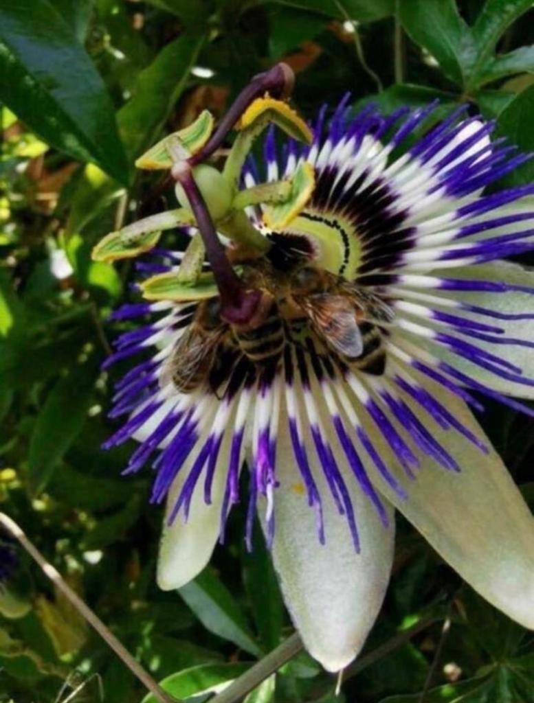 Passiebloem stekjes Biologische Passiflora klimplant groenbl, Tuin en Terras, Planten | Tuinplanten, Volle zon, Vaste plant, Ophalen of Verzenden
