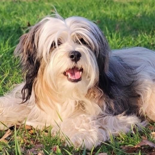 Tibetaanse Terriër pups geboren, 8 tot 15 weken, Parvo, Meerdere, Nederland