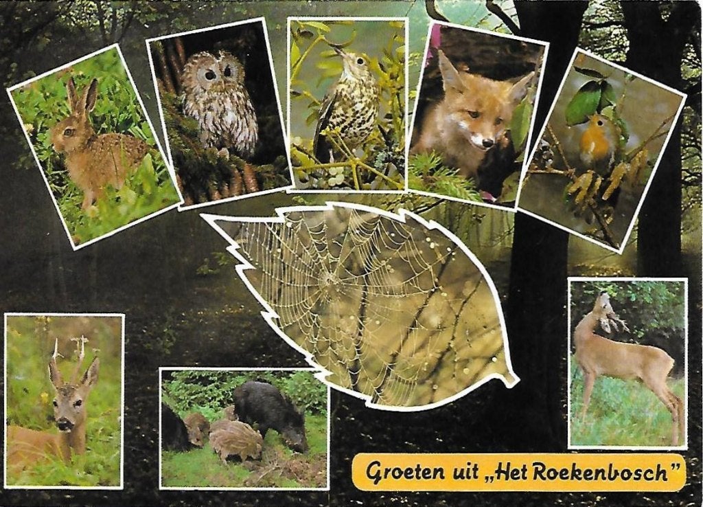 Blitterswijck Het Roekenbosch Gelopen Ansichtkaart ( A991, Ophalen of Verzenden, 1960 tot 1980, Gelopen