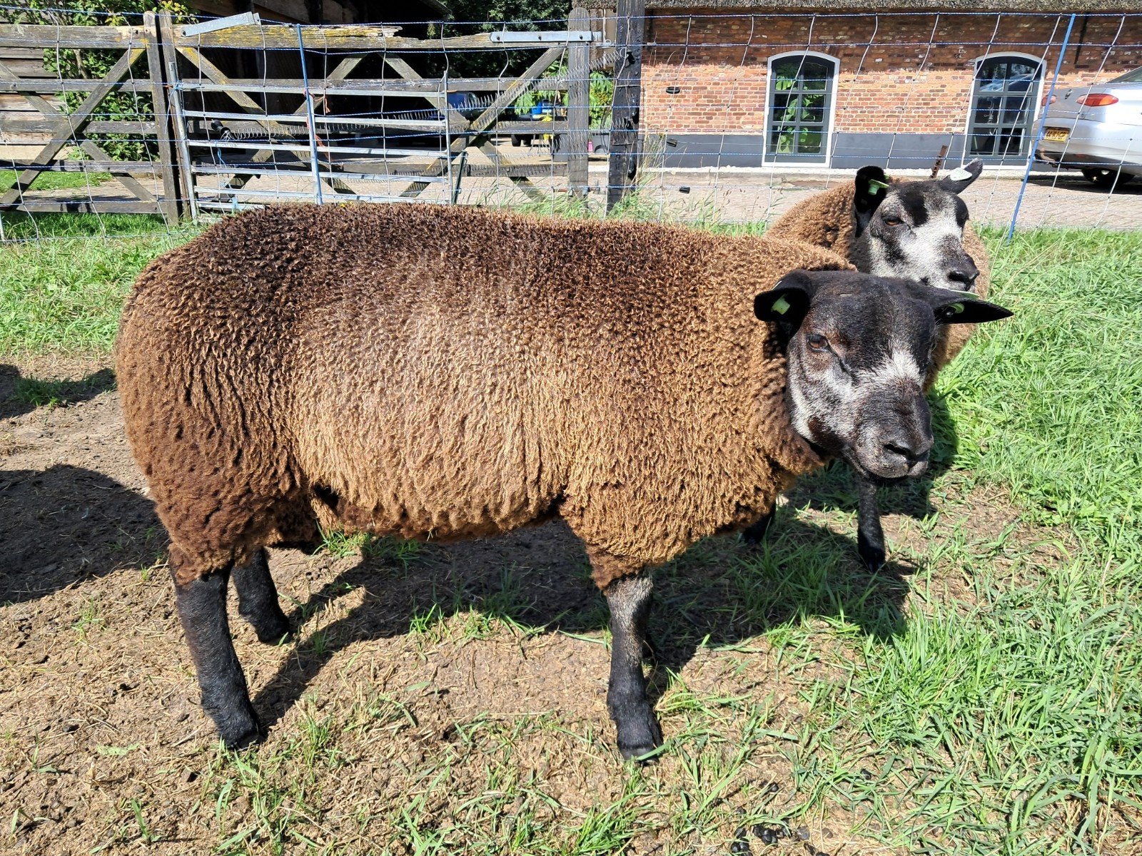 te koop mooie stamboek Blauwe Texelaar ramlammeren, Mannelijk, Schaap