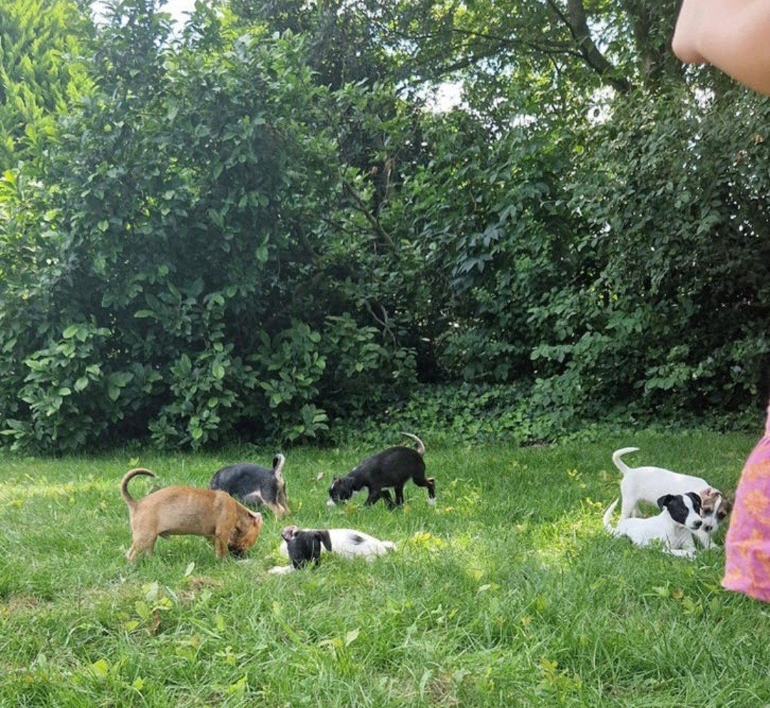 Kruising pups: Jackrussel met boerenfox x boomer pups, Dieren en Toebehoren, Honden | Niet-rashonden, 8 tot 15 weken, Meerdere